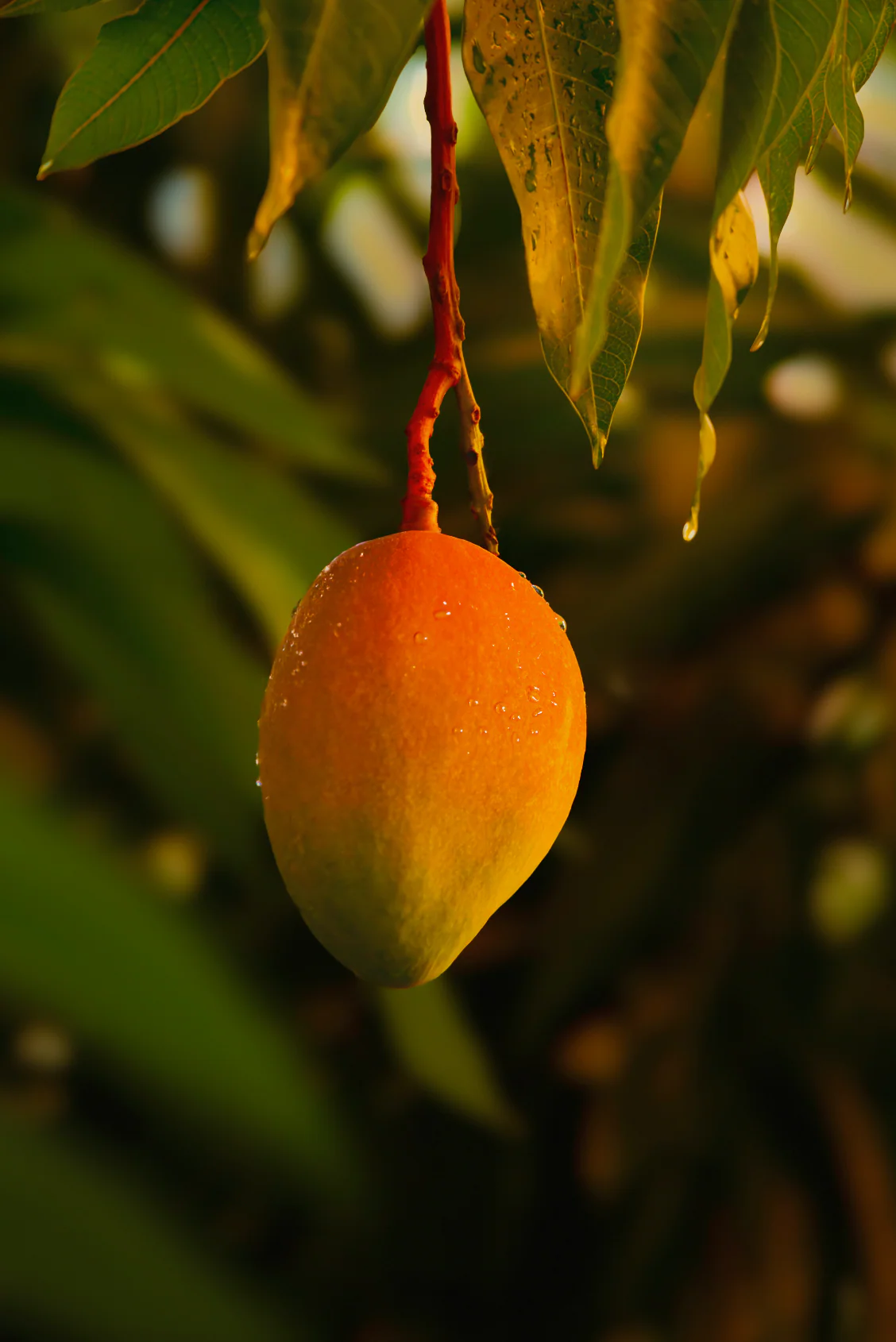 Guava Mango 11 oz scented candle - Image 5